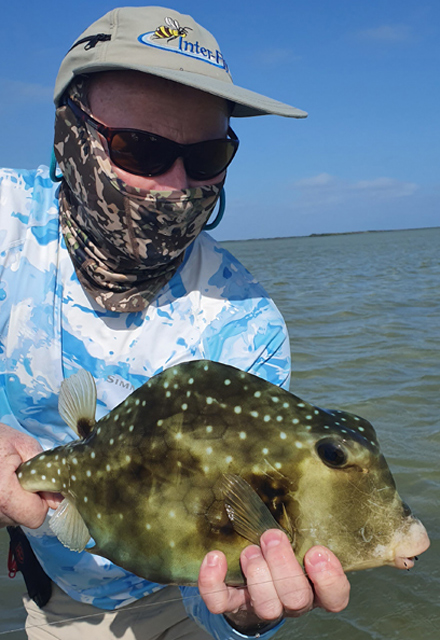 Trunkfish